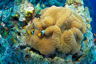 小丑fish-Amphiprion bicinctus