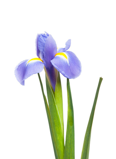 虹膜花