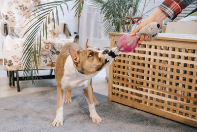 美国斯塔福德郡小猎犬