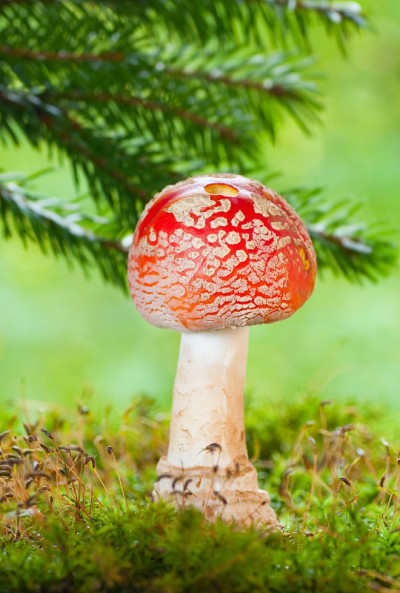森林里的毒蘑菇