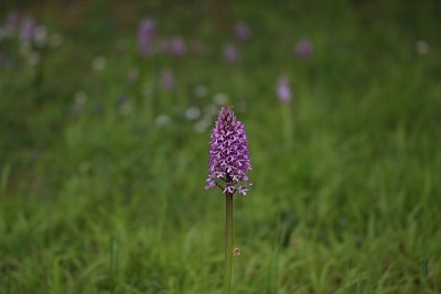 野生兰花