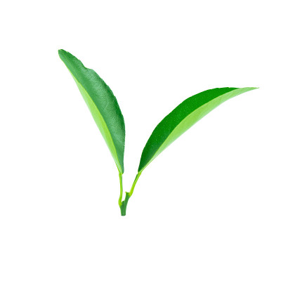 青叶孤白