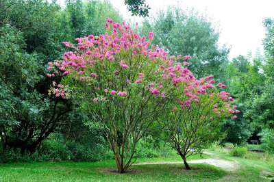 百合花，印度的花园，花树