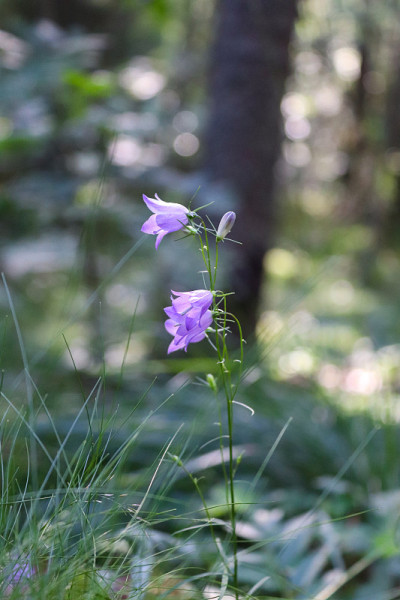 蓝铃花