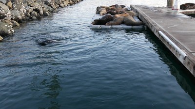 美国加州码头上的海狮栖息地。加利福尼亚海洋海岸野生动物。野生海豹被海水冲走。