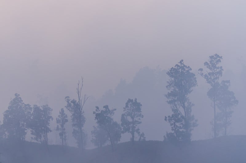 树在火山雾