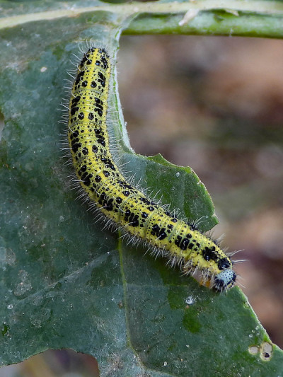 甘蓝(Pieris brassicae) -幼虫期