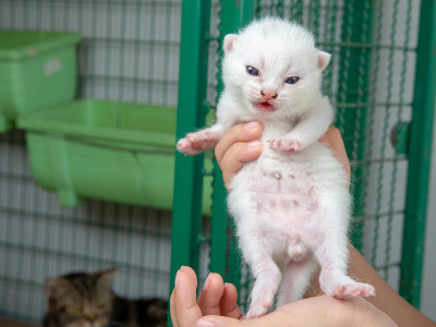 初生的小猫在孩子的手中