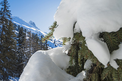 白雪覆盖的针叶松树枝的特写细节