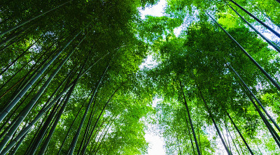 日本京都佐贺竹林景观