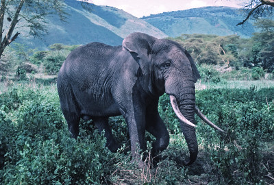 Africa-Elephant
