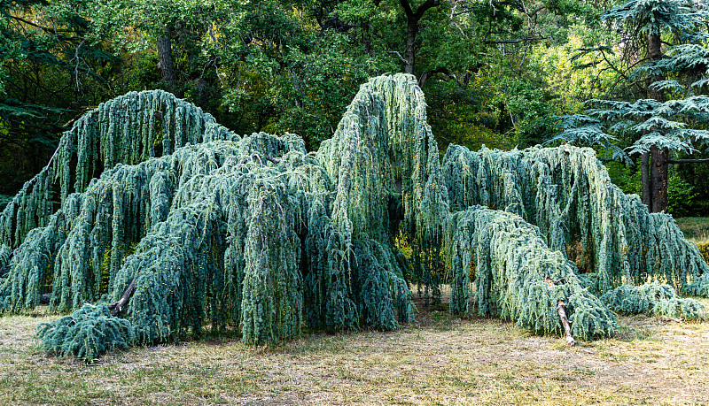 景色雄伟的哭泣蓝色阿特拉斯雪松(大西洋雪松Glauca Pendula)在马桑德拉公园，克里米亚。晴