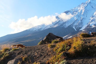野狐在山上靠近活火山