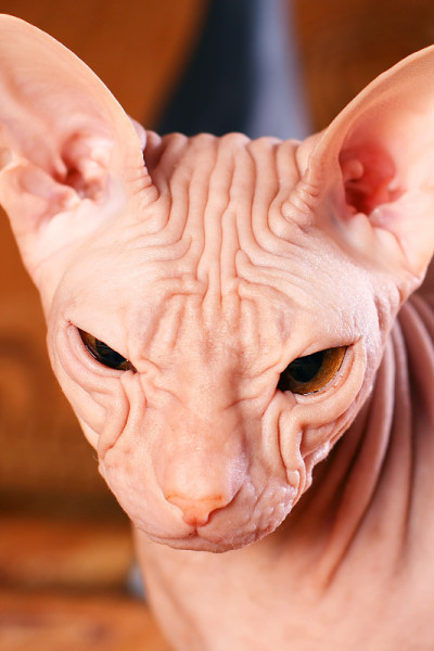 年轻sphynx小猫