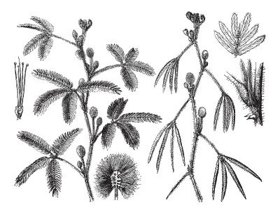 敏感植物(含羞草)-复古插画
