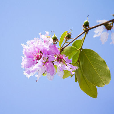 女王的花