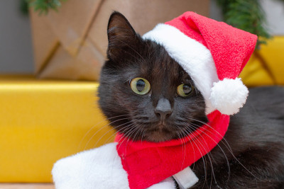 猫装扮成圣诞老人。圣诞树下穿着新年服装的黑猫