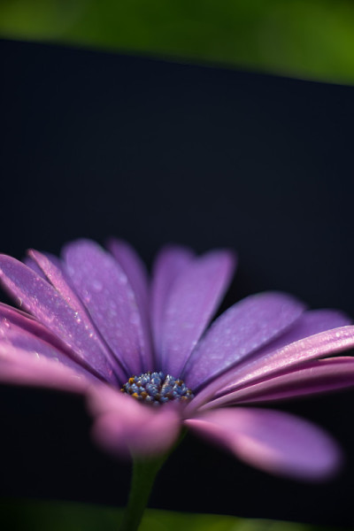 雏菊花