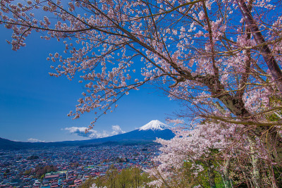 富士山和樱花景观。