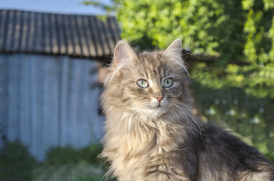 草背景上的猫的肖像