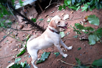 白色拉布拉多寻回犬