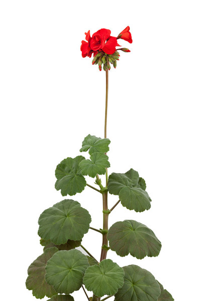 天竺葵开红色花