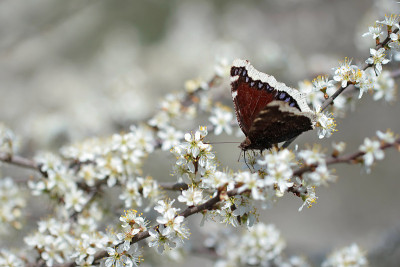 坎伯威尔美人(Nymphalis antiopa)