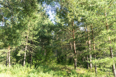 照片森林夏季森林景观背景