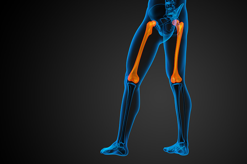 股骨的3d渲染医学插图