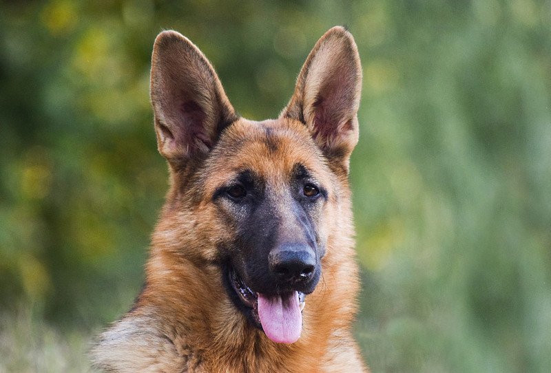 德国牧羊犬