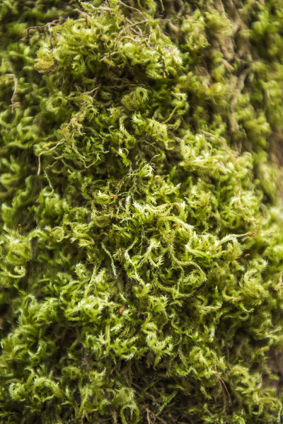 树上青苔的微距特写