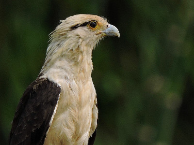 Milvago chimachima