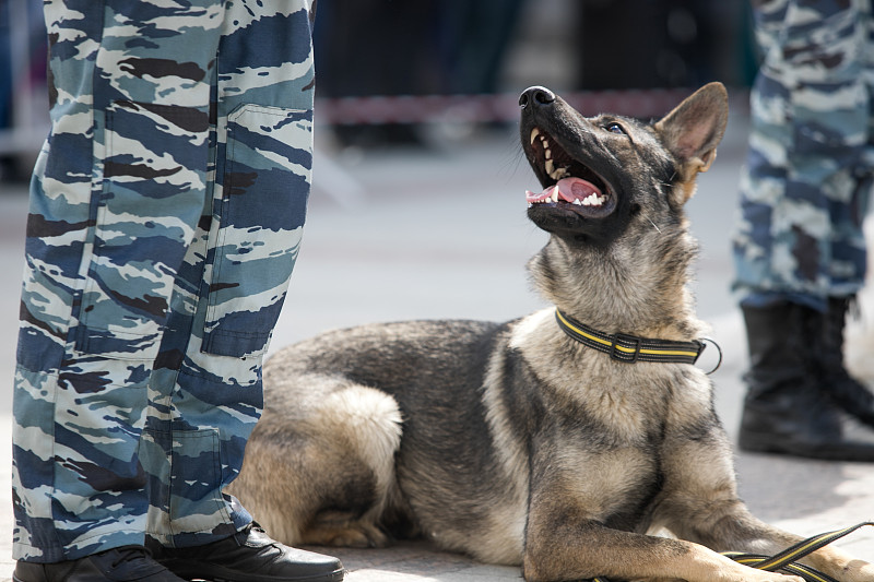 带训犬员的警犬