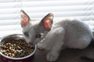 小猫食物