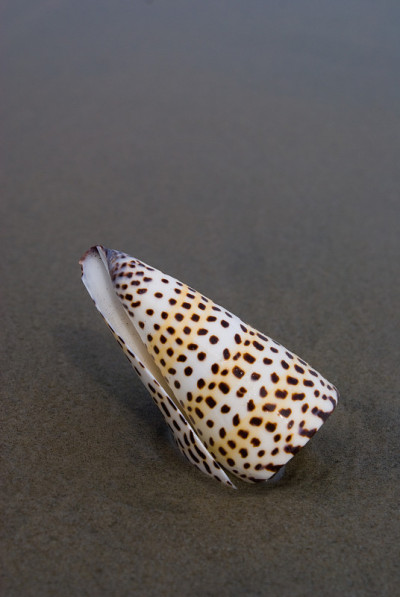 锥海贝