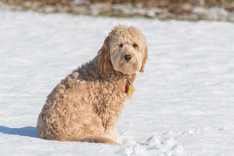 F1B迷你金毛贵宾犬母犬在冬天的雪地里