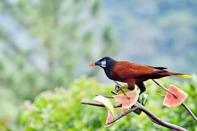 蒙特祖玛Oropendola