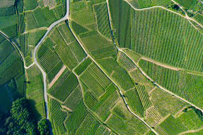 Vosgian vines