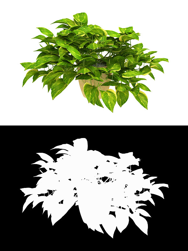 3D渲染盆栽室内空气净化室内植物，金色的pothos, Epipremnum aureum，魔鬼的常