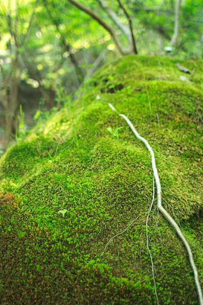 苔藓2