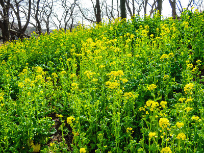根岸县森林公园的油菜花(横滨市根岸县，神奈川县)