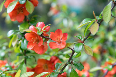 日本木瓜花木瓜(日本木瓜)和春天花园