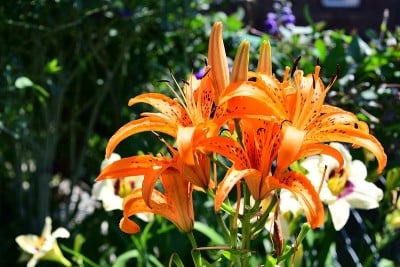 百合在花园里开花