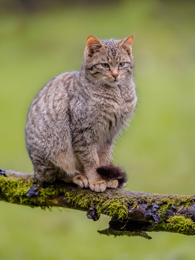 坐在树枝上的欧洲野猫