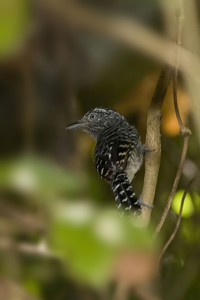 雄斑蚁伯劳，Thamnophilus doliatus