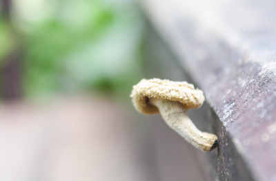 蘑菇有毒