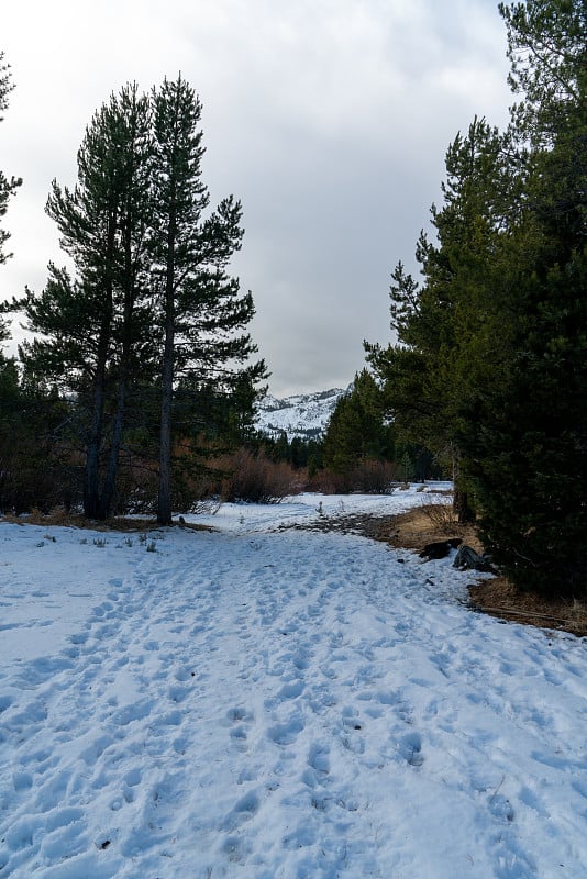 在一个下雪的下午在塔霍湖的瓦肖州立公园徒步旅行