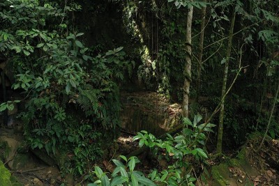 一个热带雨林的观点，许多阴影的光和一束光从树冠落下