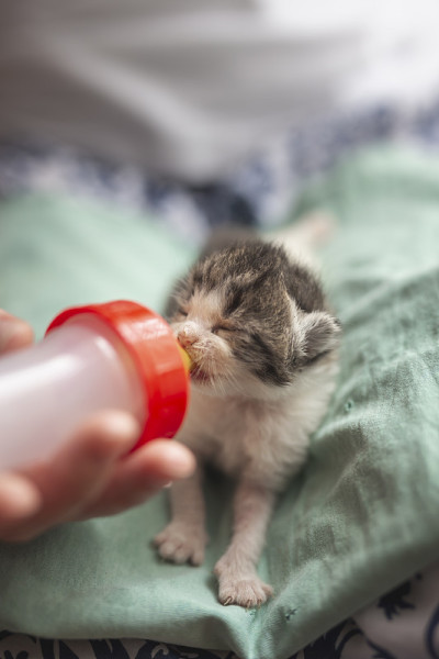 一位妇女正在喂一只小猫