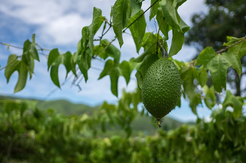 胃果，小菠萝蜜，甜地或七弦琴瓜